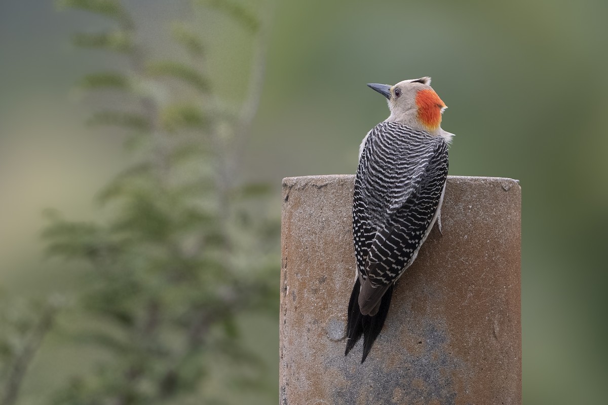 Golden-fronted Woodpecker - ML614439265