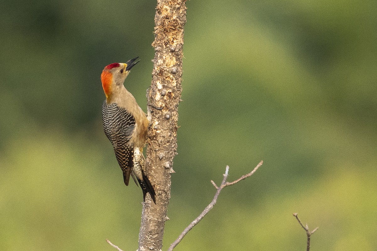 Golden-fronted Woodpecker - Gabriel Cordón