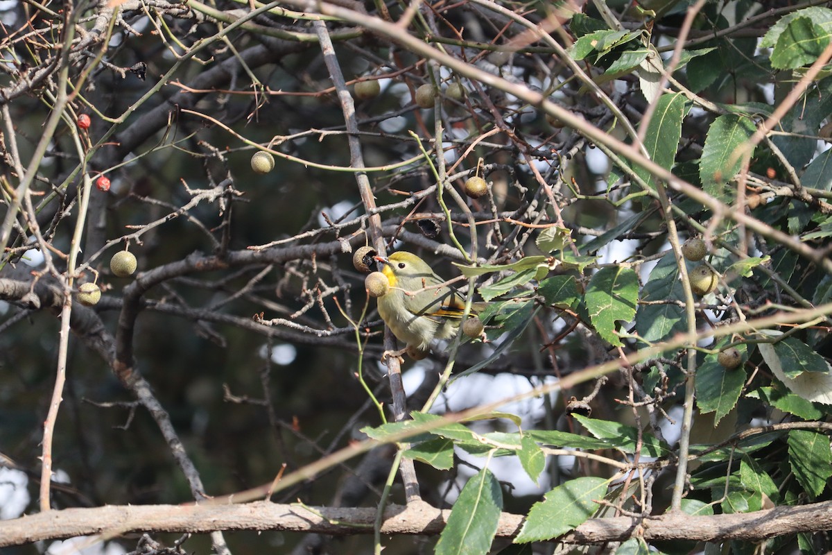 Red-billed Leiothrix - ML614439291