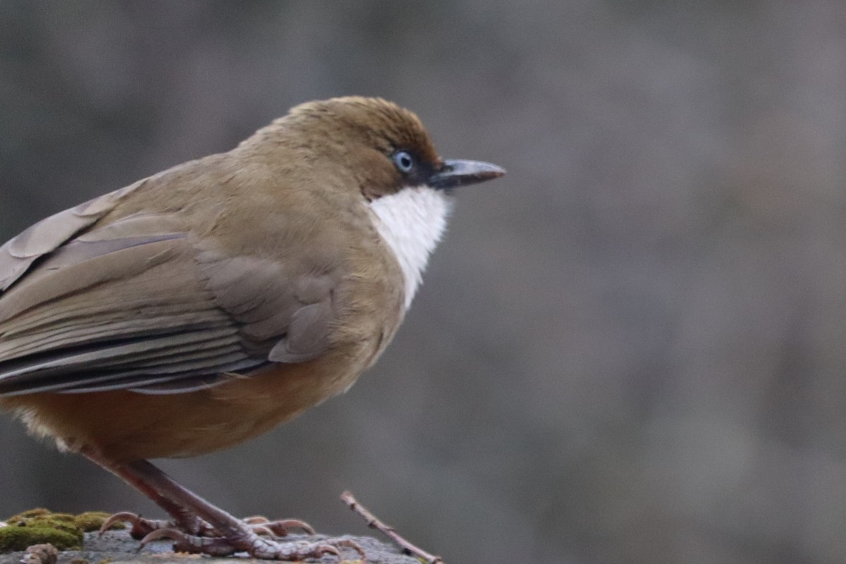 White-throated Laughingthrush - ML614439304