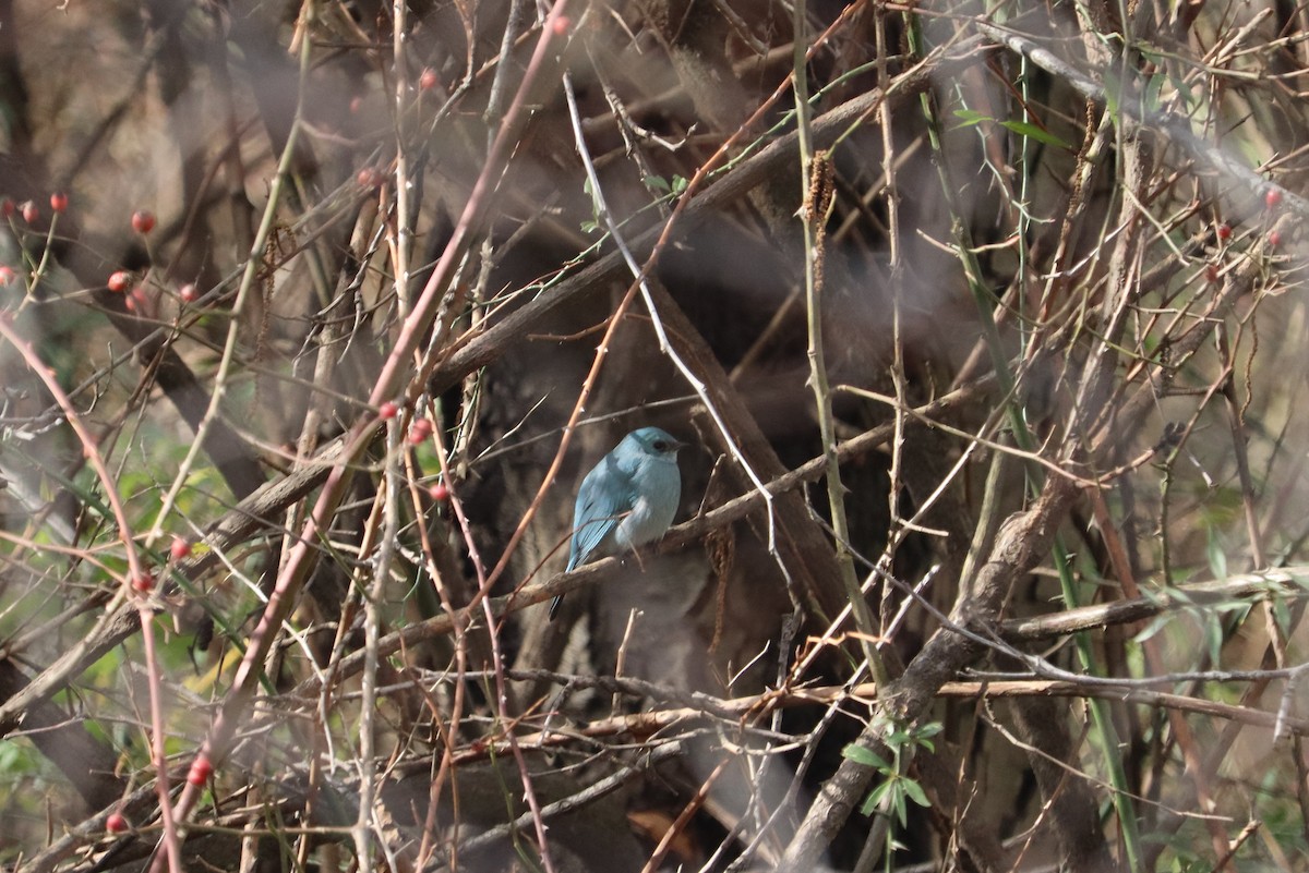 Verditer Flycatcher - ML614439308