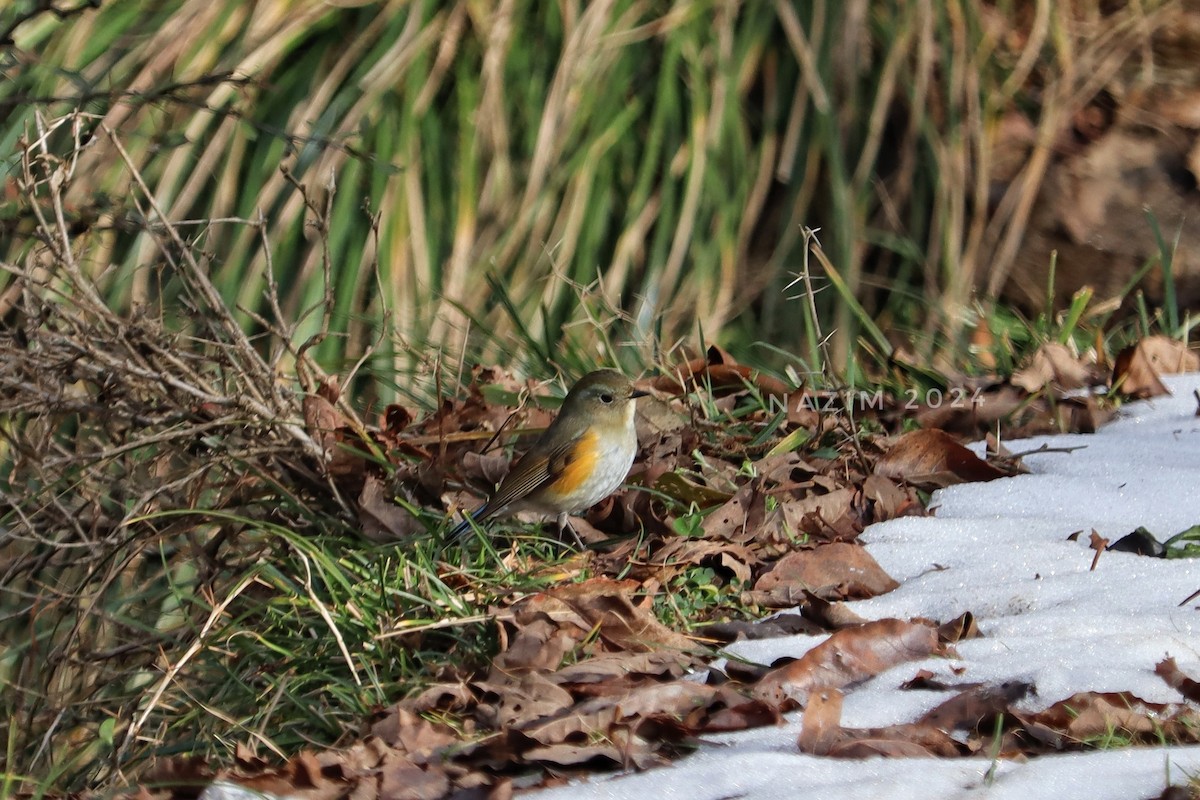 Himalayan Bluetail - ML614439313