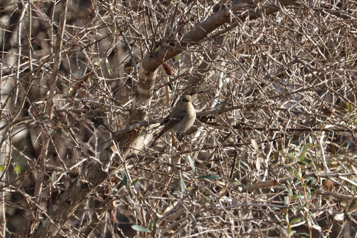 Blue-capped Redstart - ML614439318