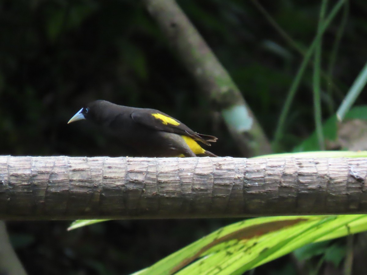 Yellow-rumped Cacique - ML614439474