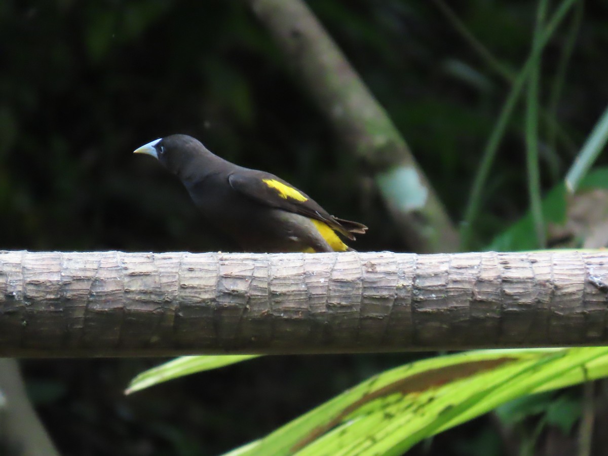 Yellow-rumped Cacique - ML614439479