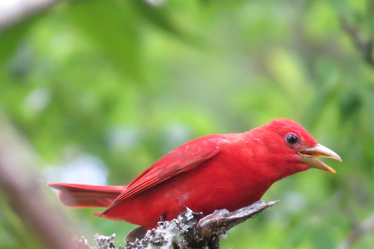 Summer Tanager - Eric Haskell