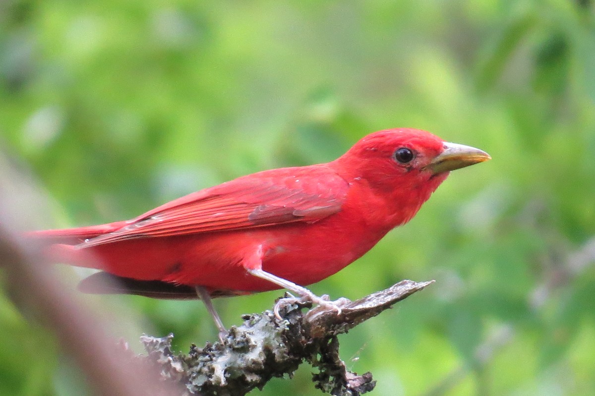 Summer Tanager - ML614439490