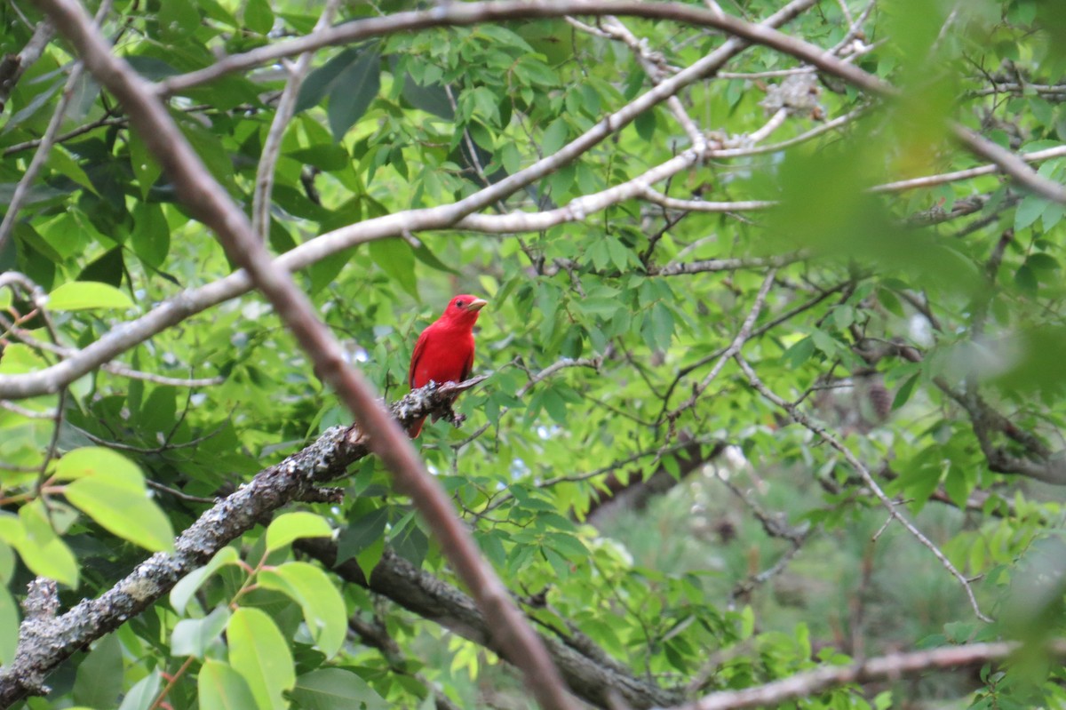 Summer Tanager - Eric Haskell