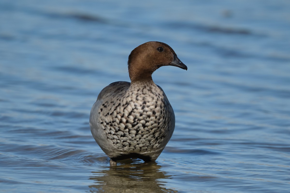 Maned Duck - ML614439496