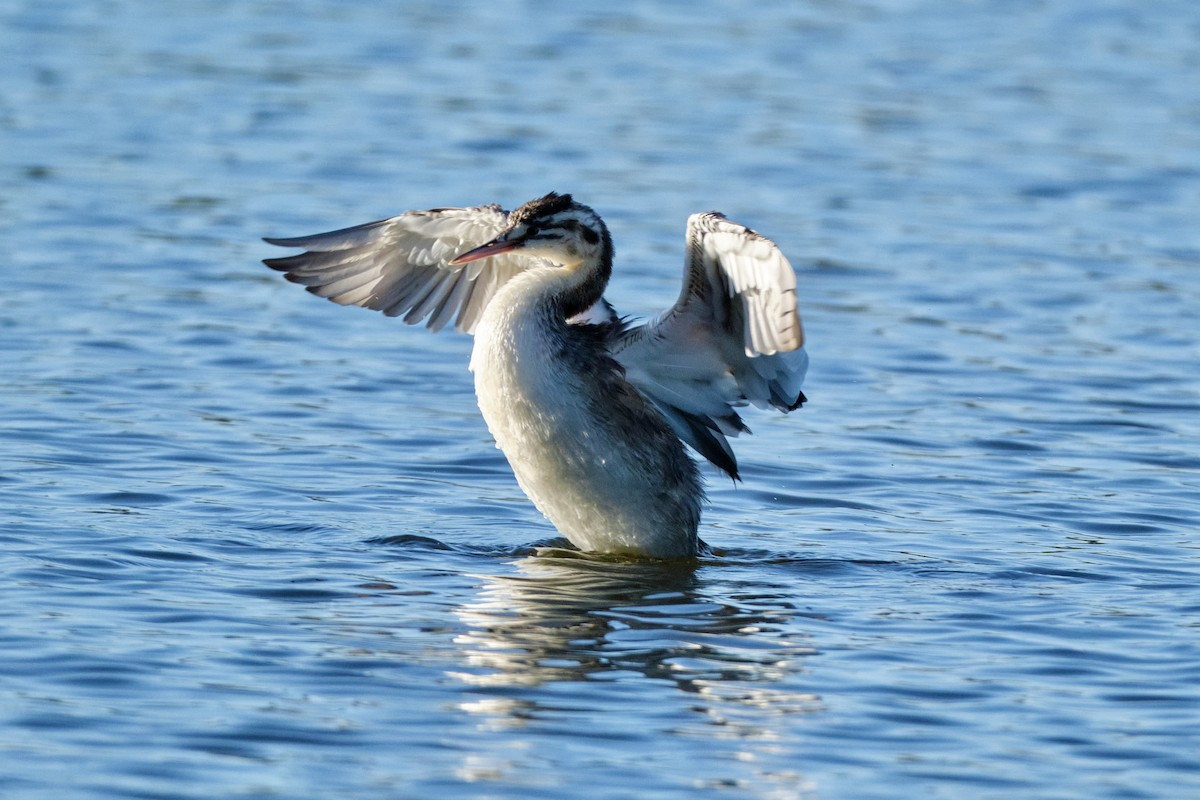 Great Crested Grebe - ML614439506