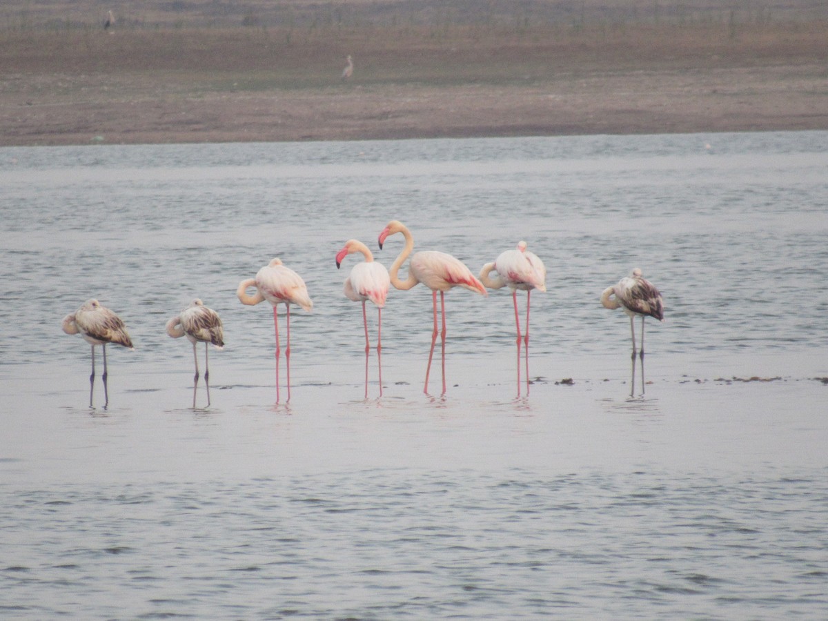 Greater Flamingo - ML614439511