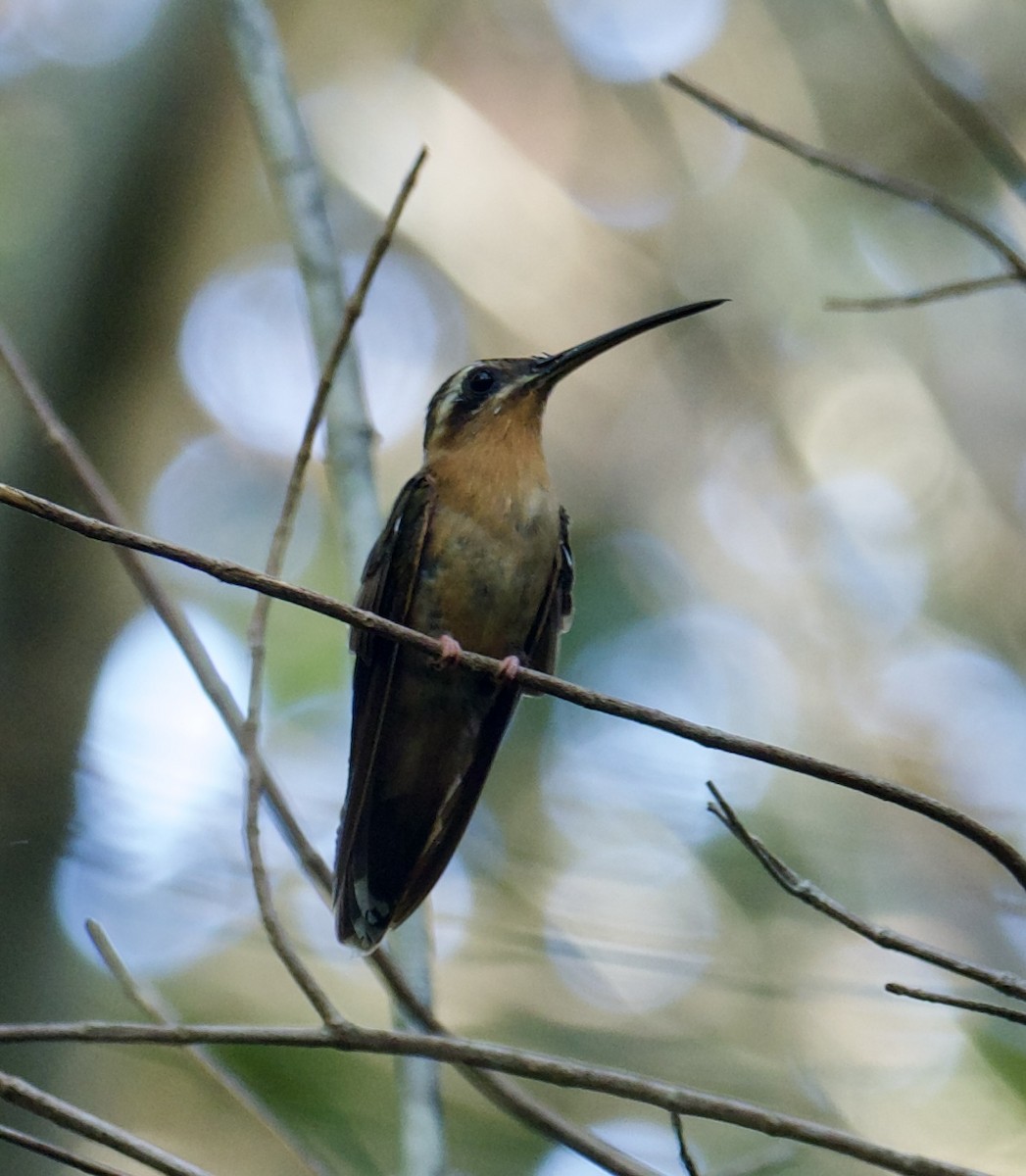 Hook-billed Hermit - ML614439669