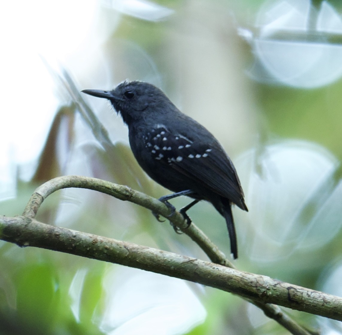 White-flanked Antwren (Silvery-flanked) - Yve Morrell