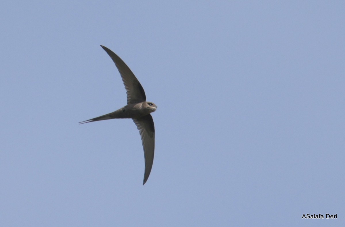 African Palm Swift - ML614439697