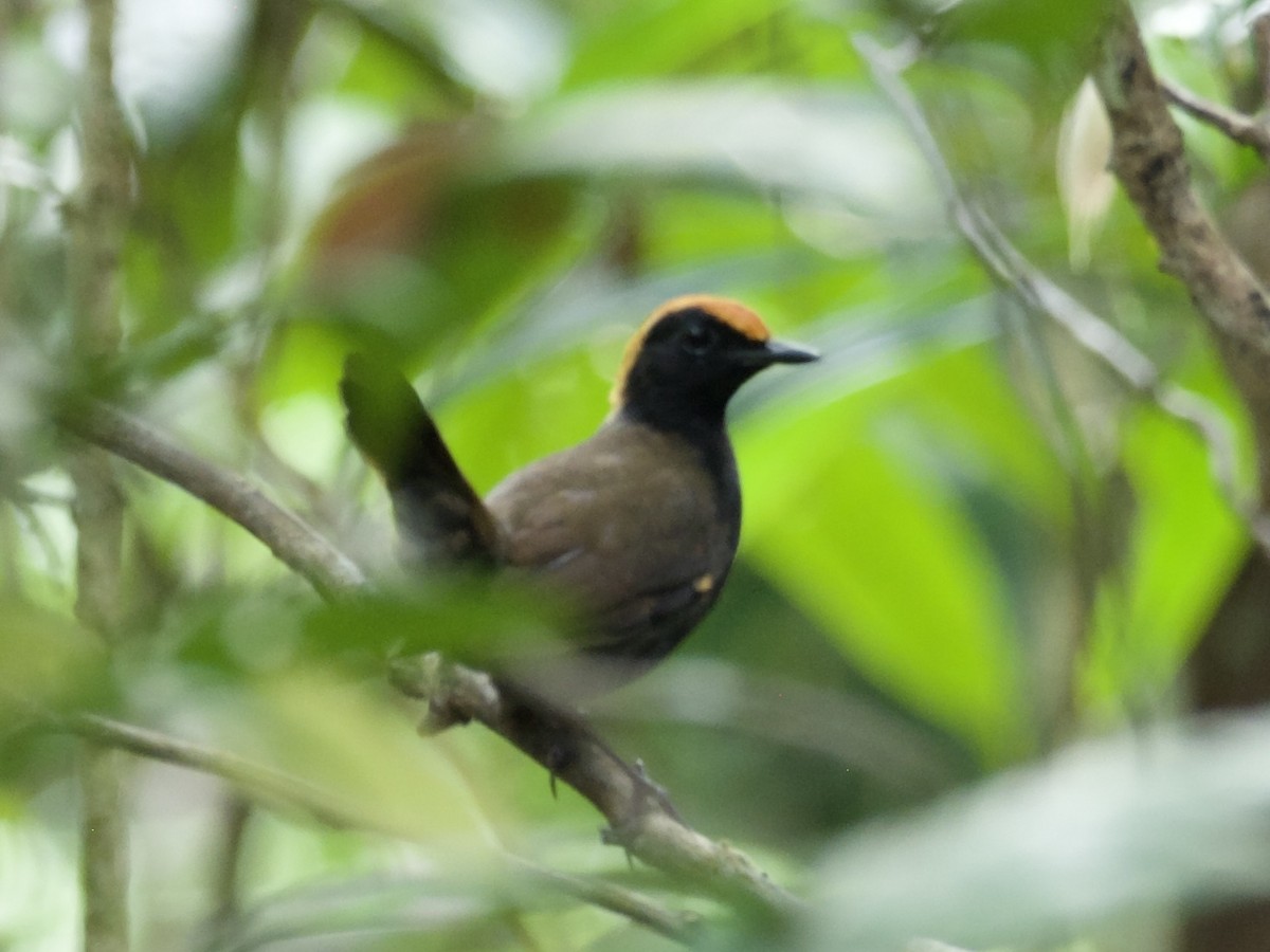 Rufous-capped Antthrush - ML614439698