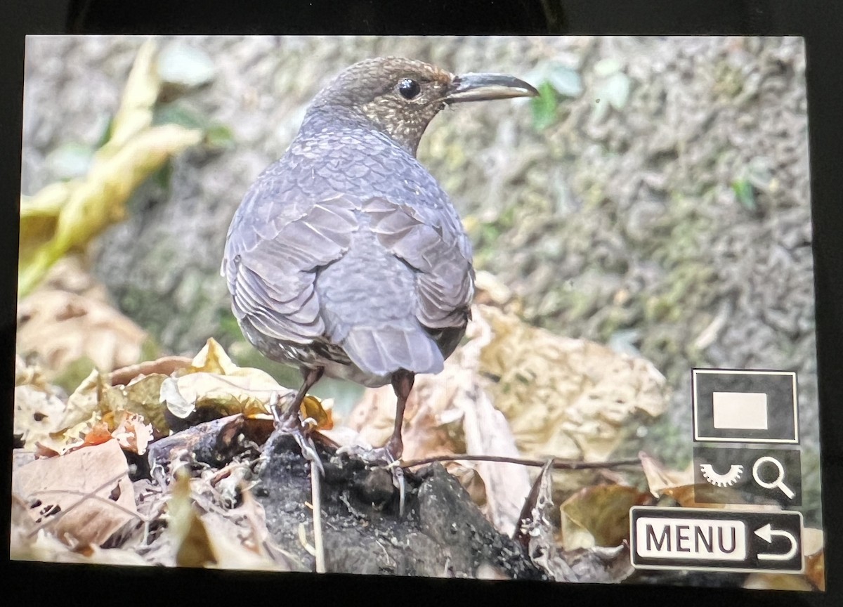 Long-billed Thrush - ML614439715