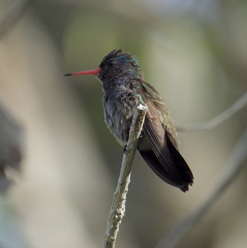 White-chinned Sapphire - Yve Morrell