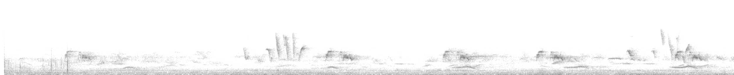 Бледноногая короткохвостка - ML614439818