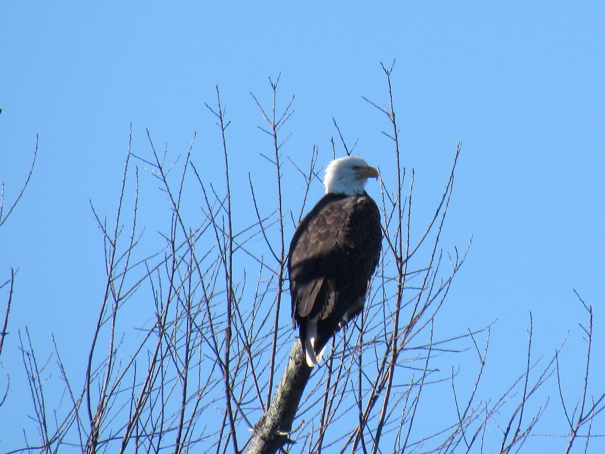 Bald Eagle - ML614439819