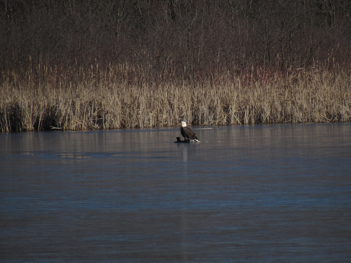 Bald Eagle - ML614439821