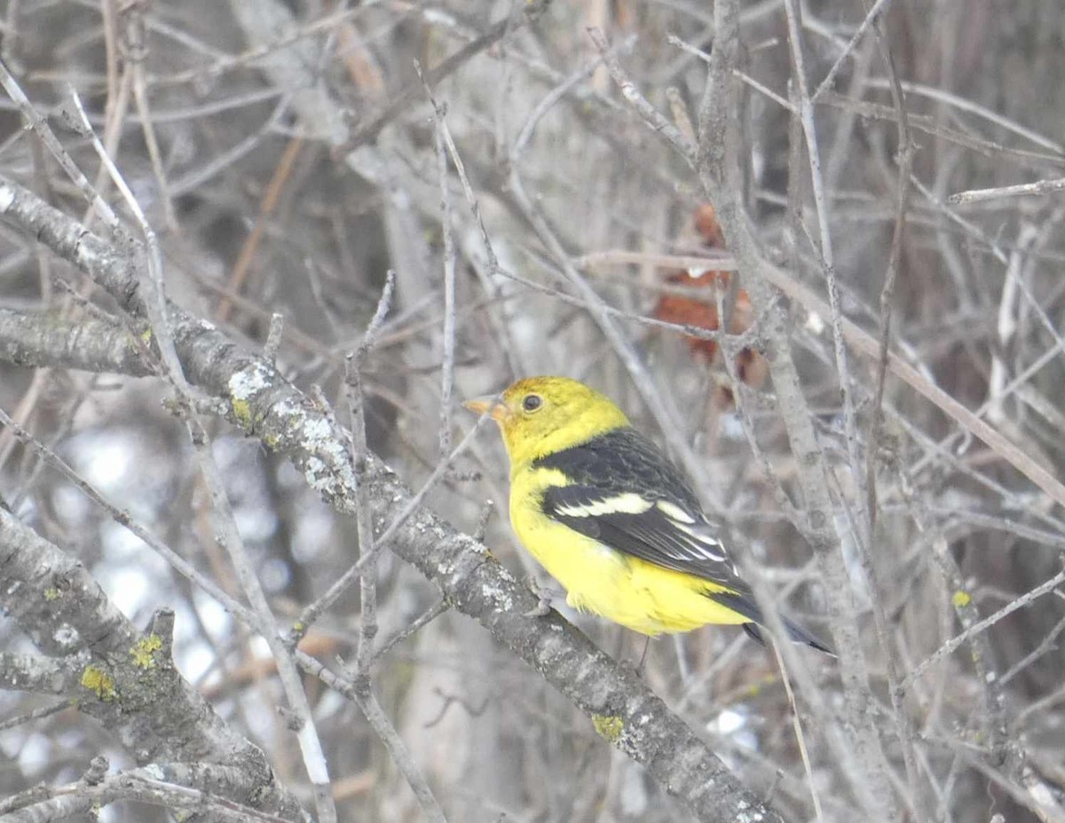 Western Tanager - ML614439829
