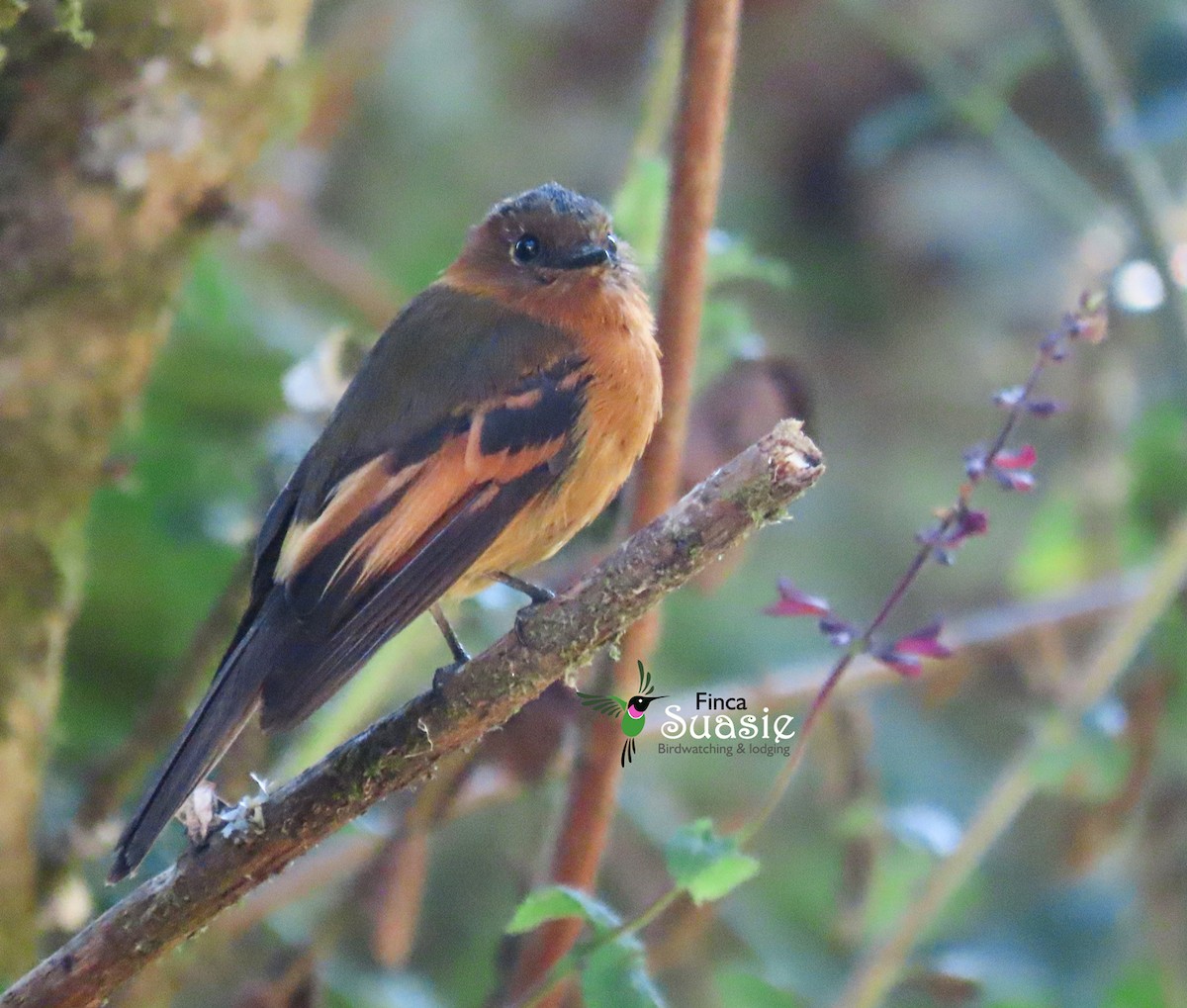 Cinnamon Flycatcher - ML614439857