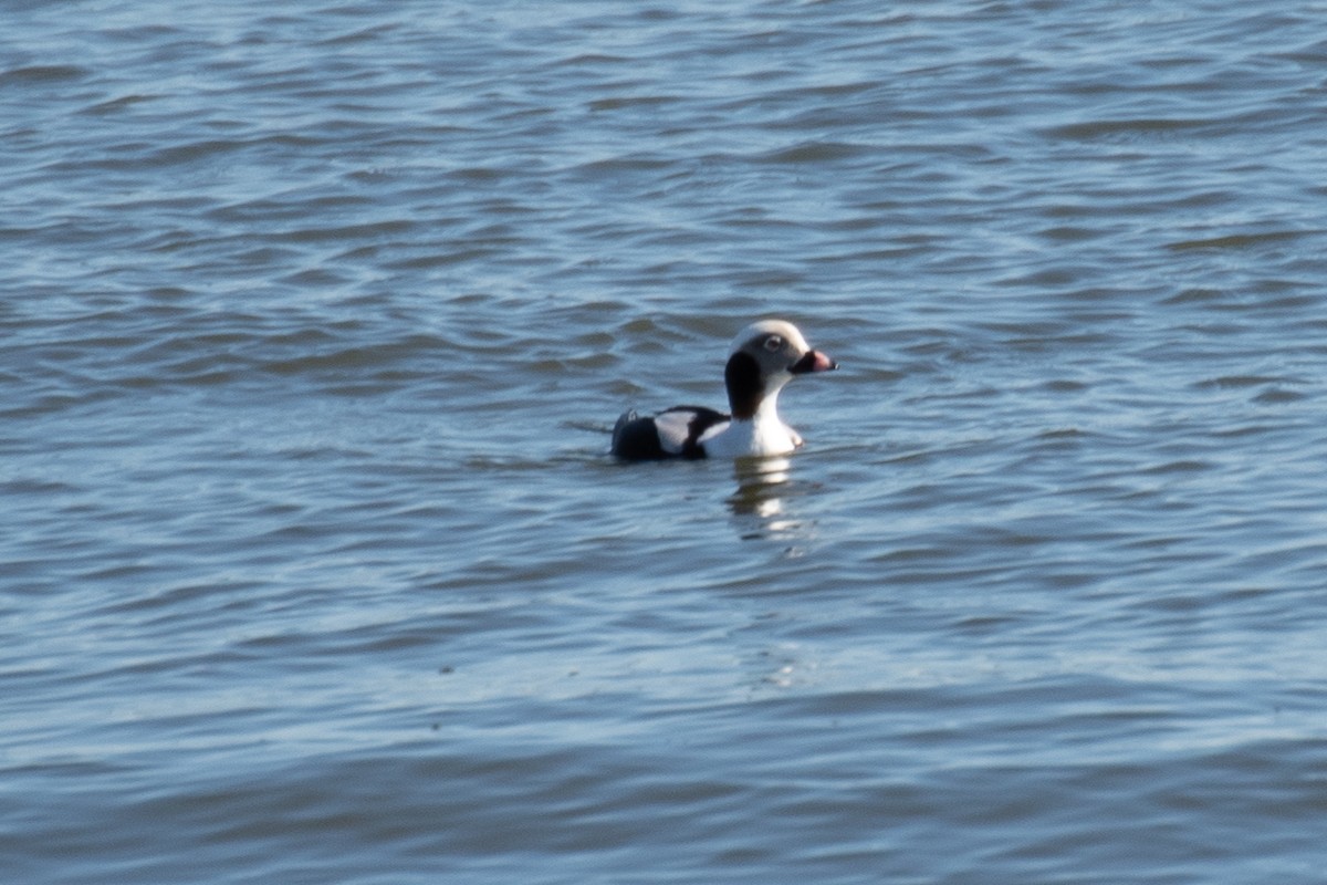 Long-tailed Duck - ML614439929