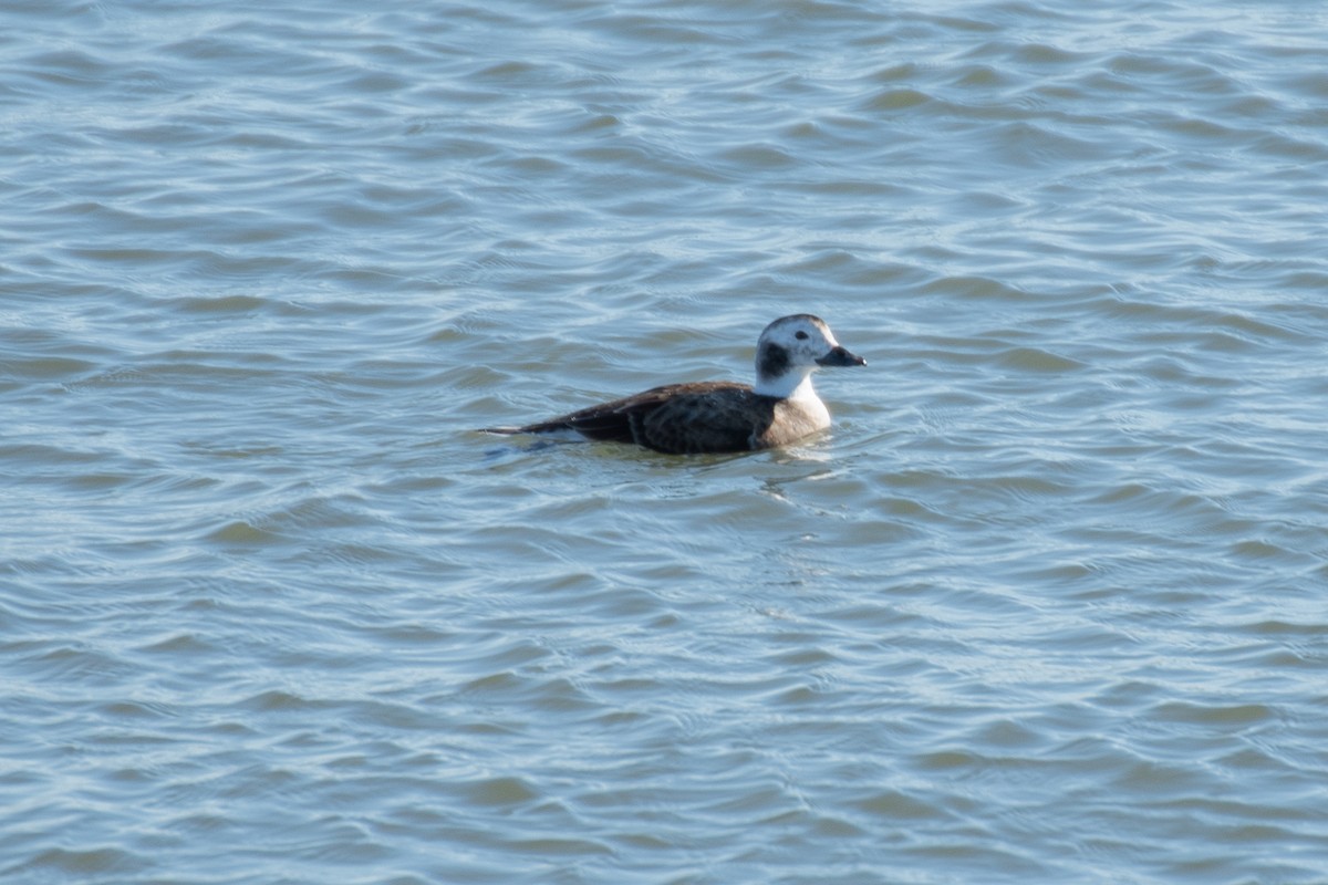 Long-tailed Duck - ML614439930