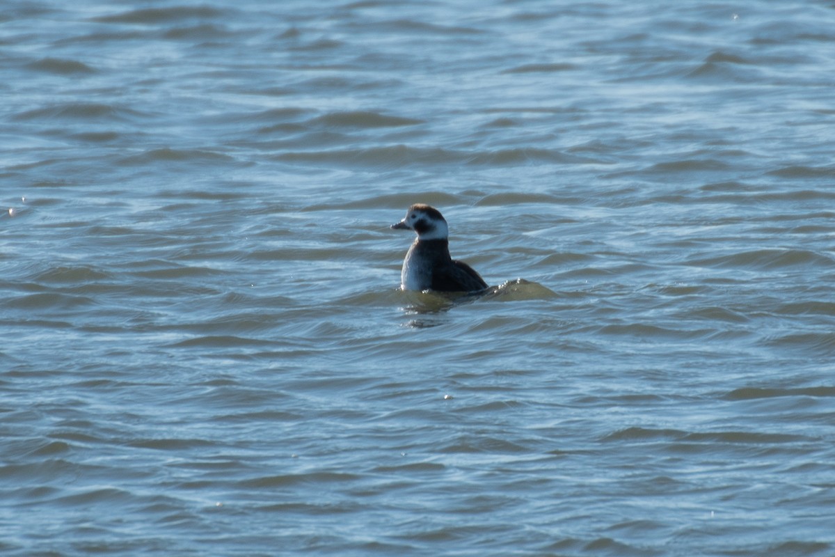 Long-tailed Duck - ML614439931