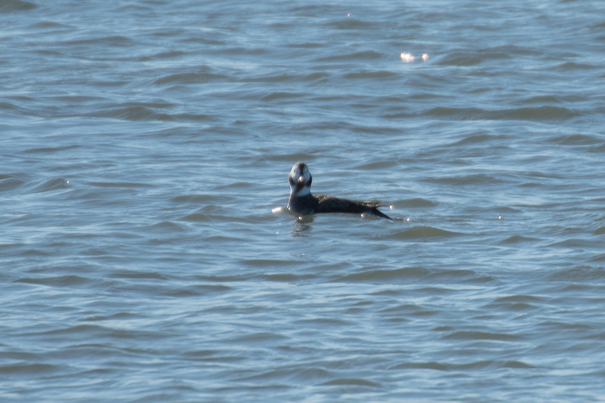 Long-tailed Duck - ML614439932