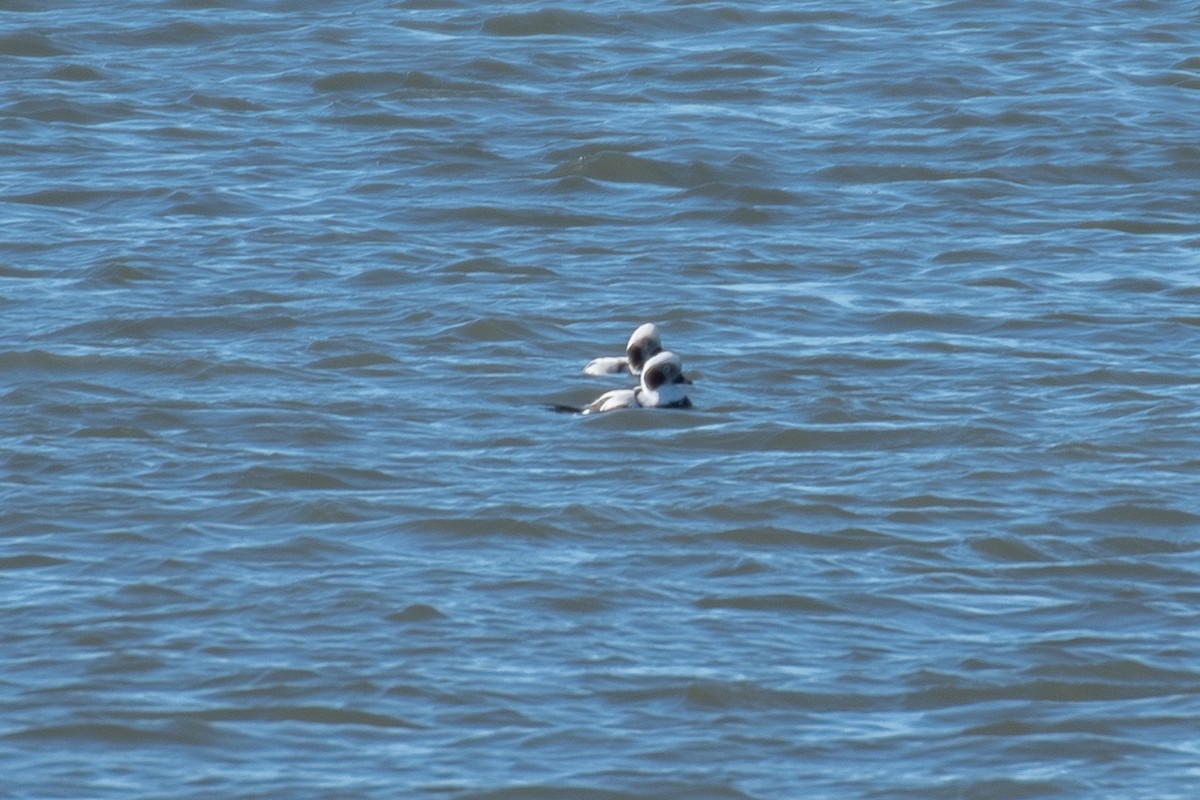 Long-tailed Duck - ML614439933