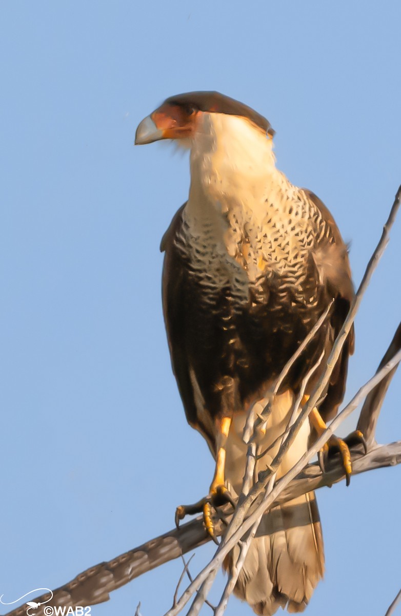 Caracara huppé - ML614439972