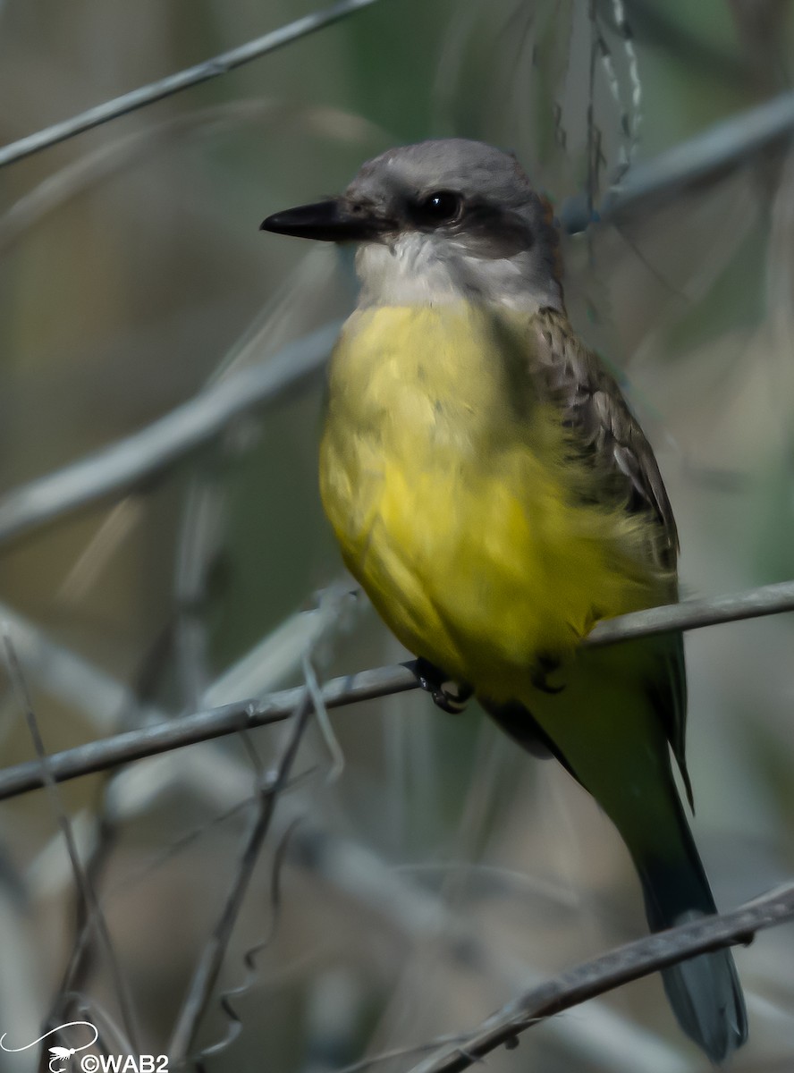 Tropical Kingbird - William Blodgett Jr.