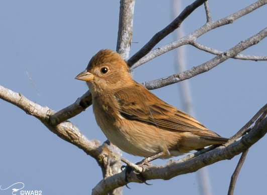 Indigo Bunting - William Blodgett Jr.