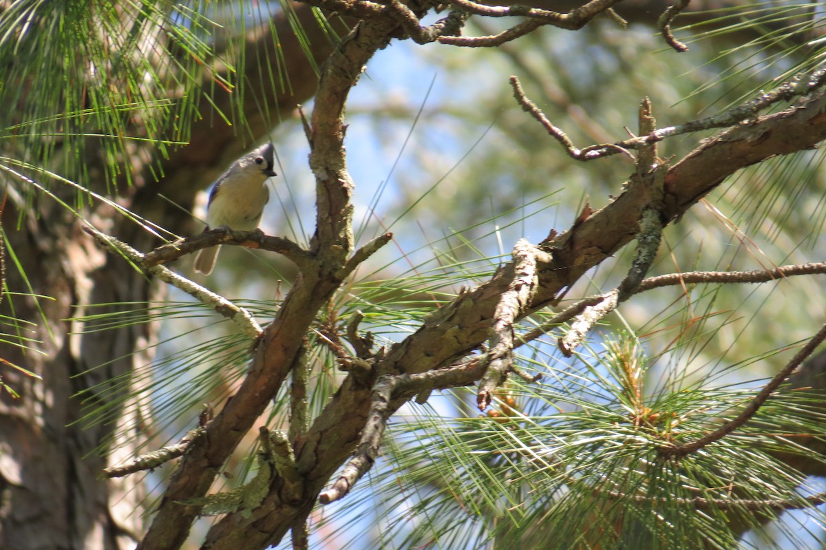 Tufted Titmouse - ML614440012