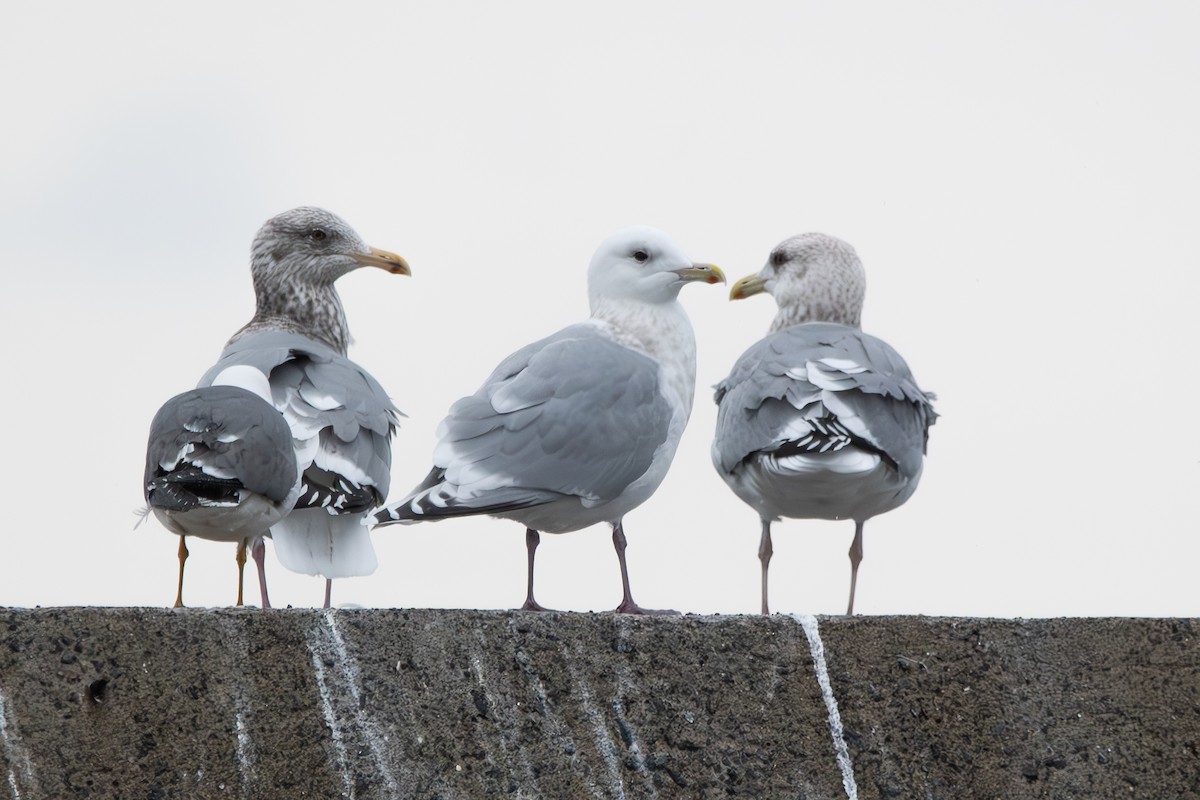 Iceland Gull - ML614440082