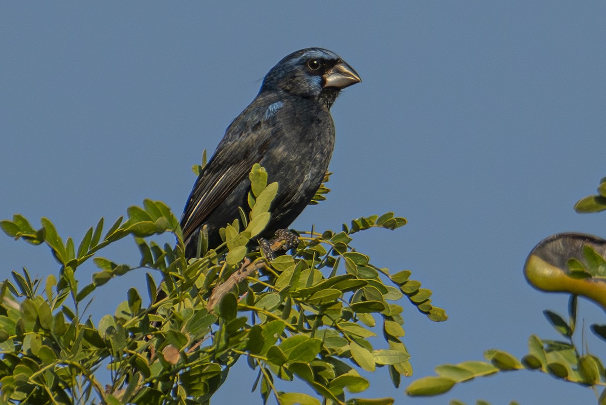 Ultramarine Grosbeak - Andy Bowen