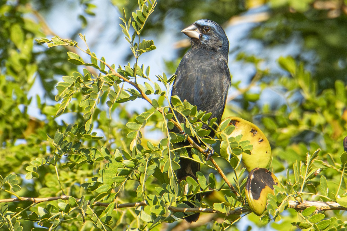 Ultramarine Grosbeak - Andy Bowen