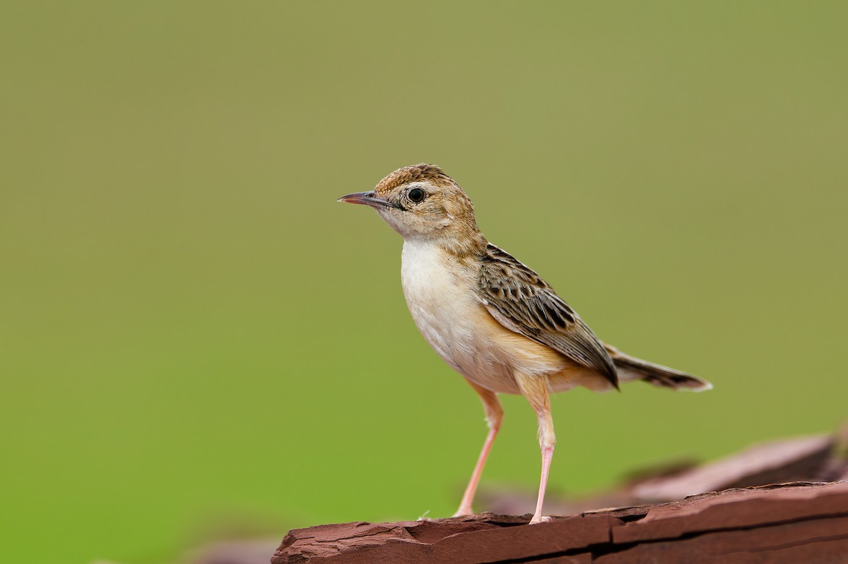 Zitting Cisticola - Sudhir Paul