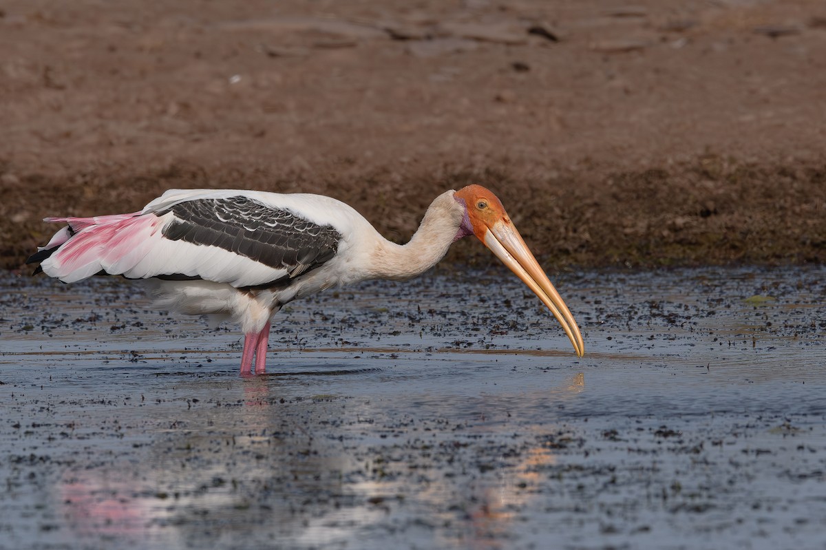 Painted Stork - ML614440183