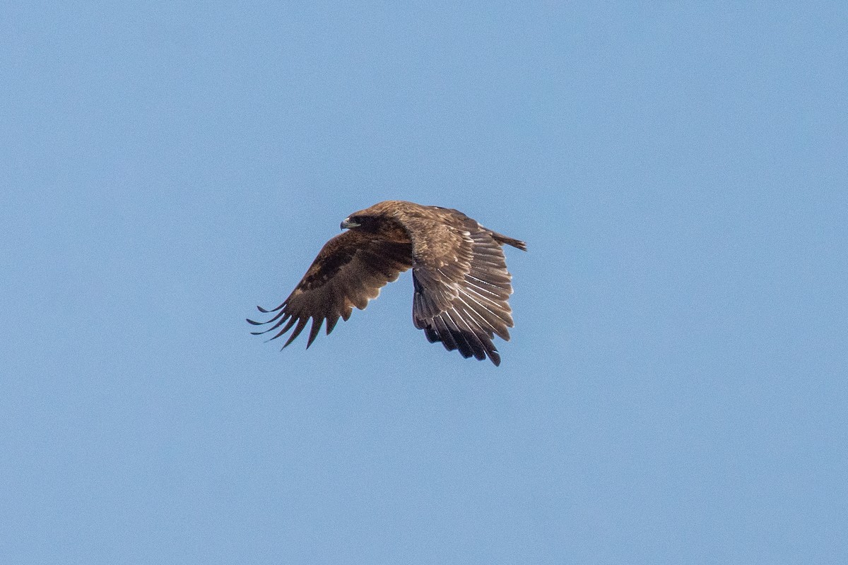 Greater Spotted Eagle - Rachata Kietsirikul