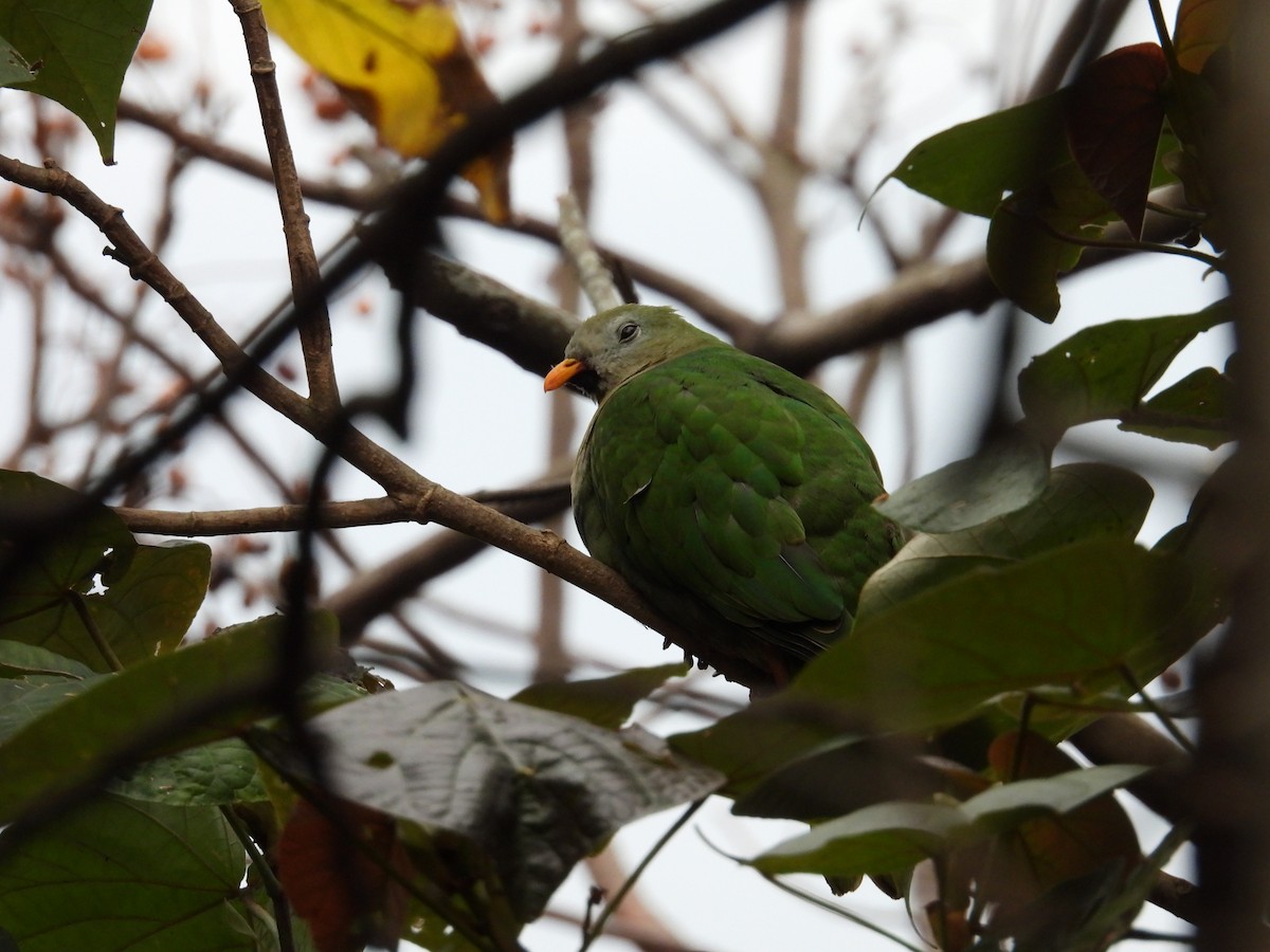 Black-chinned Fruit-Dove - ML614440347