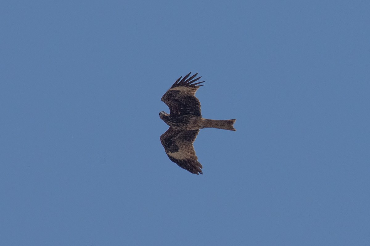 Black Kite - Rachata Kietsirikul