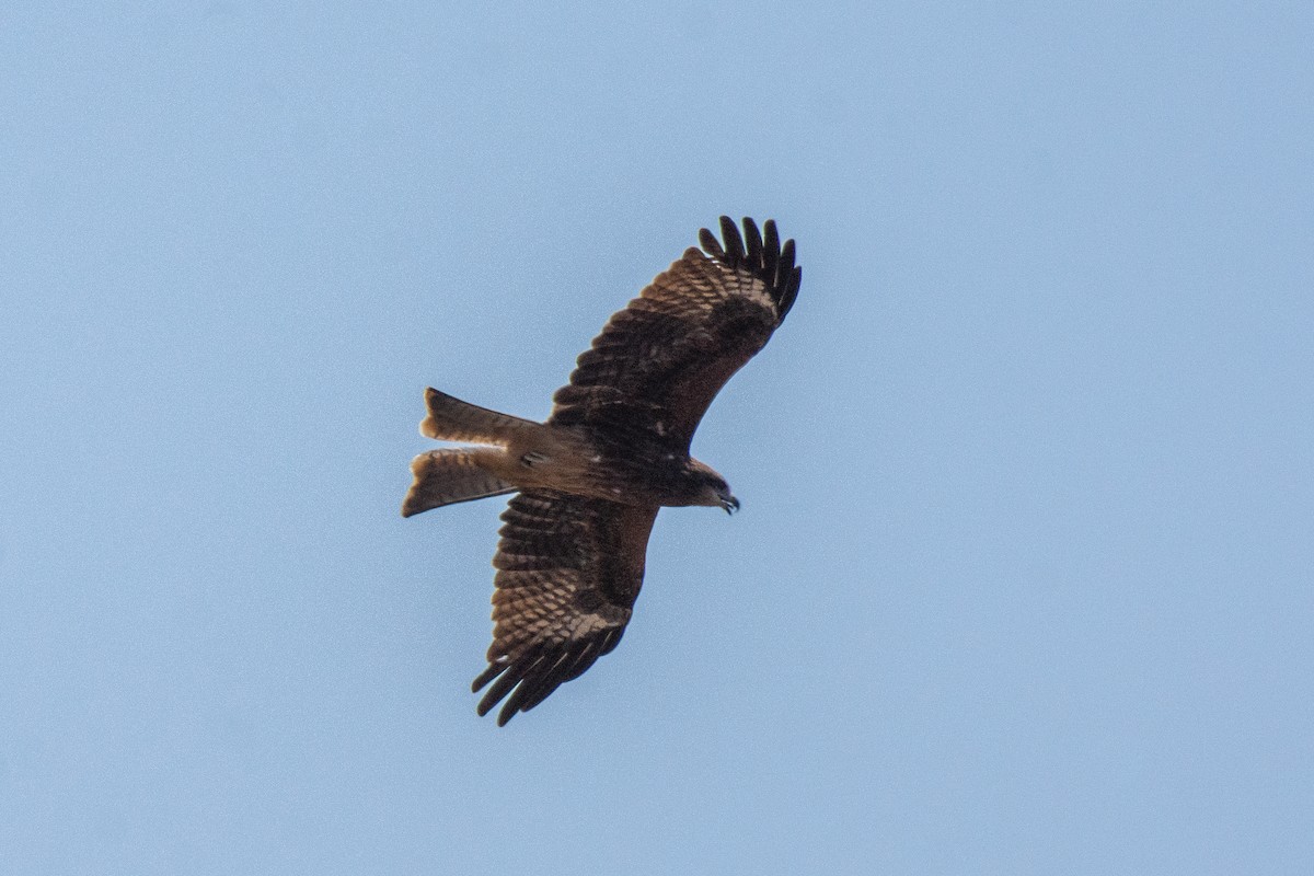 Black Kite - Rachata Kietsirikul