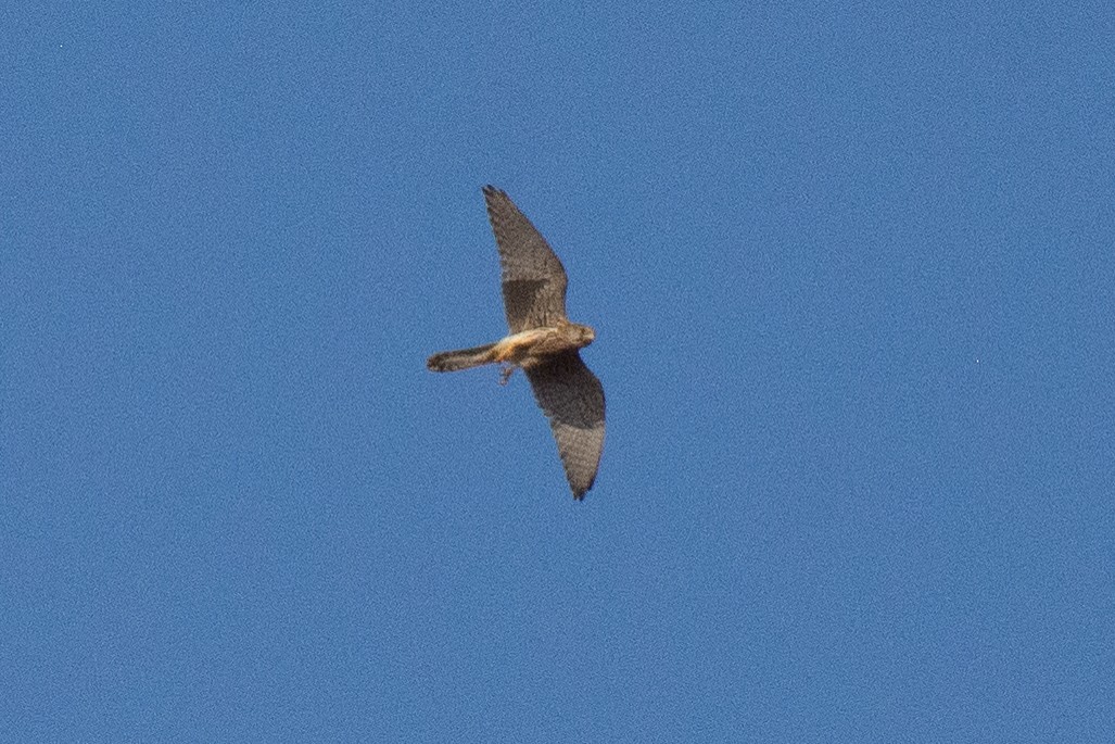 Eurasian Kestrel - ML614440355