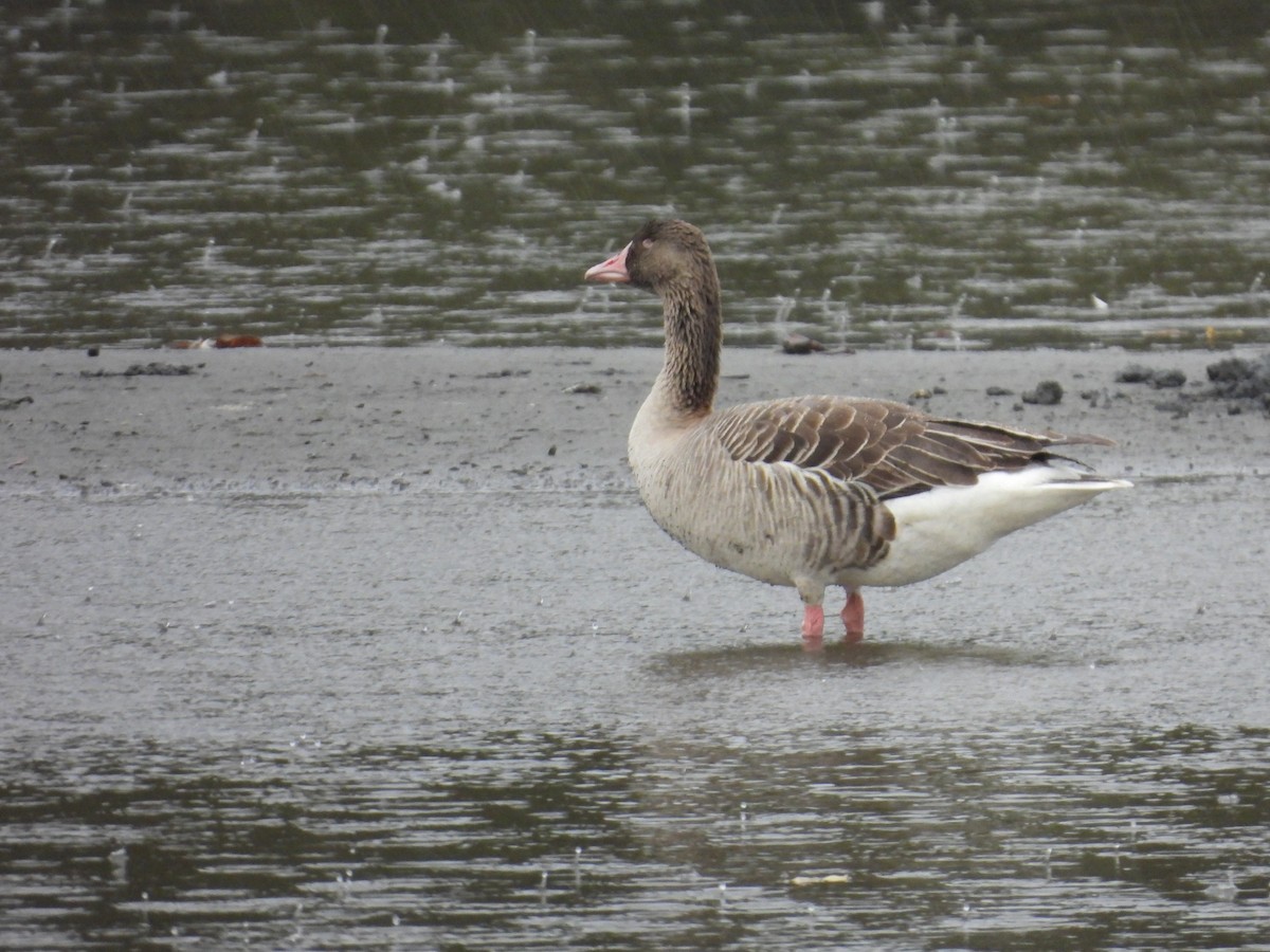 Graylag Goose - ML614440398