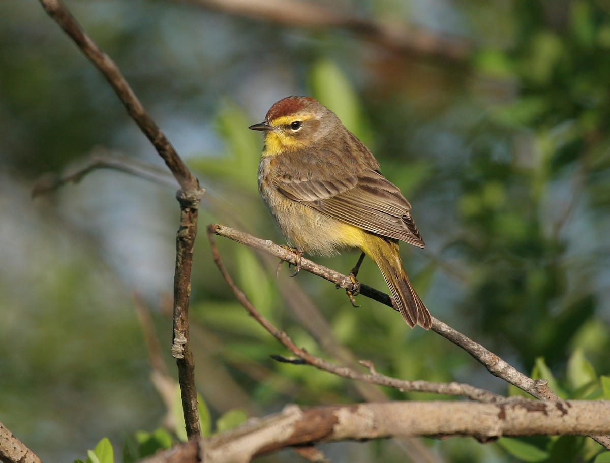 Palm Warbler - Lyann Comrack