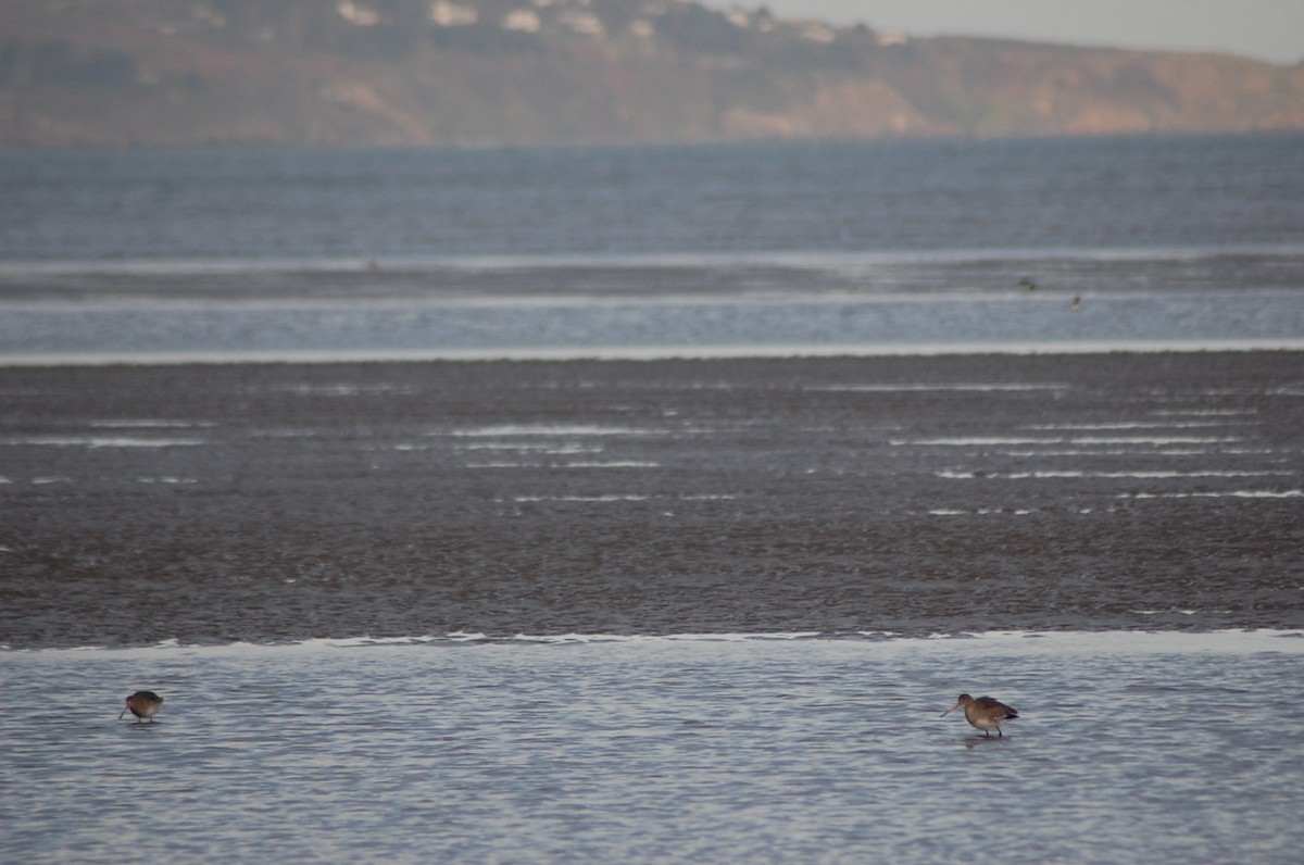 Barge rousse - ML614440425