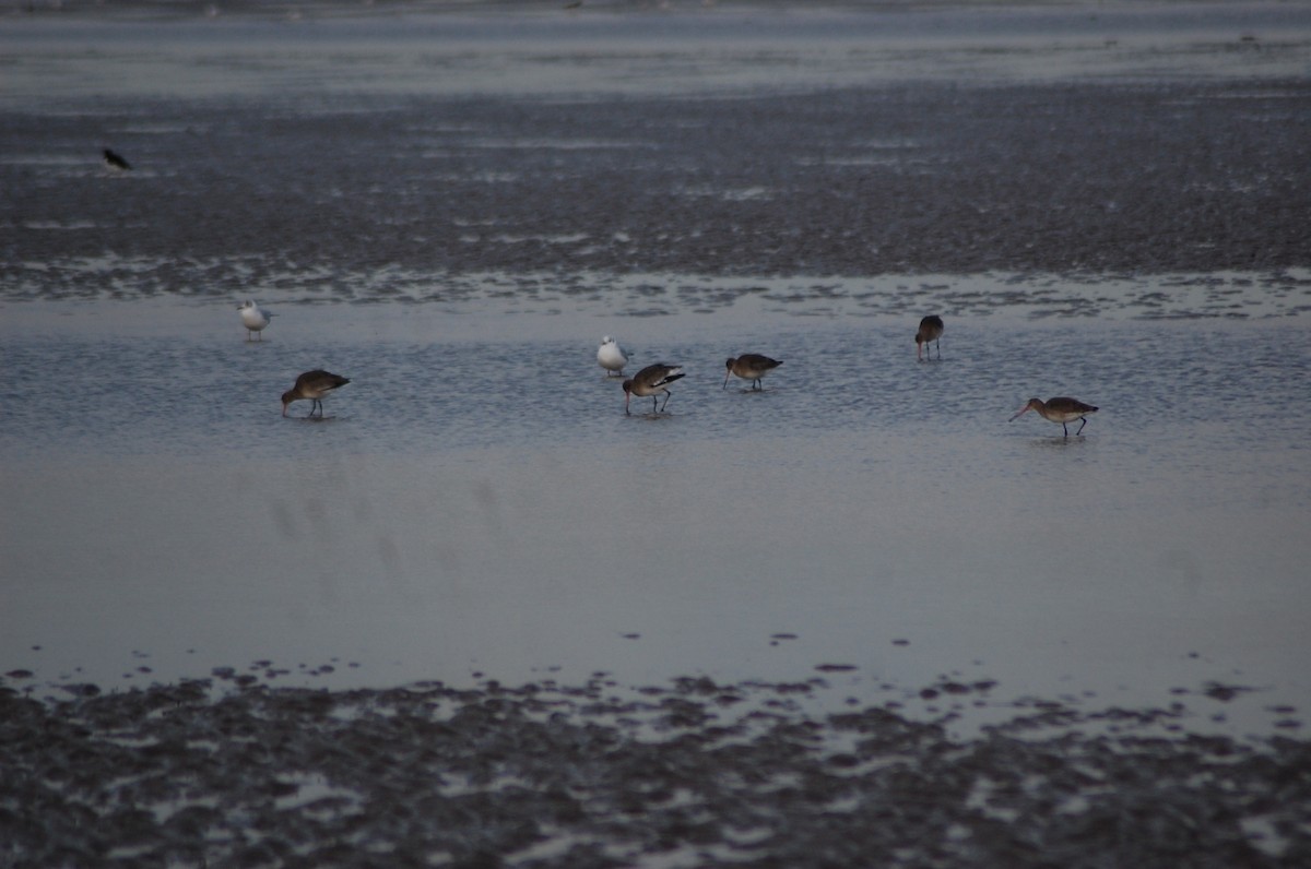 Bar-tailed Godwit - ML614440427