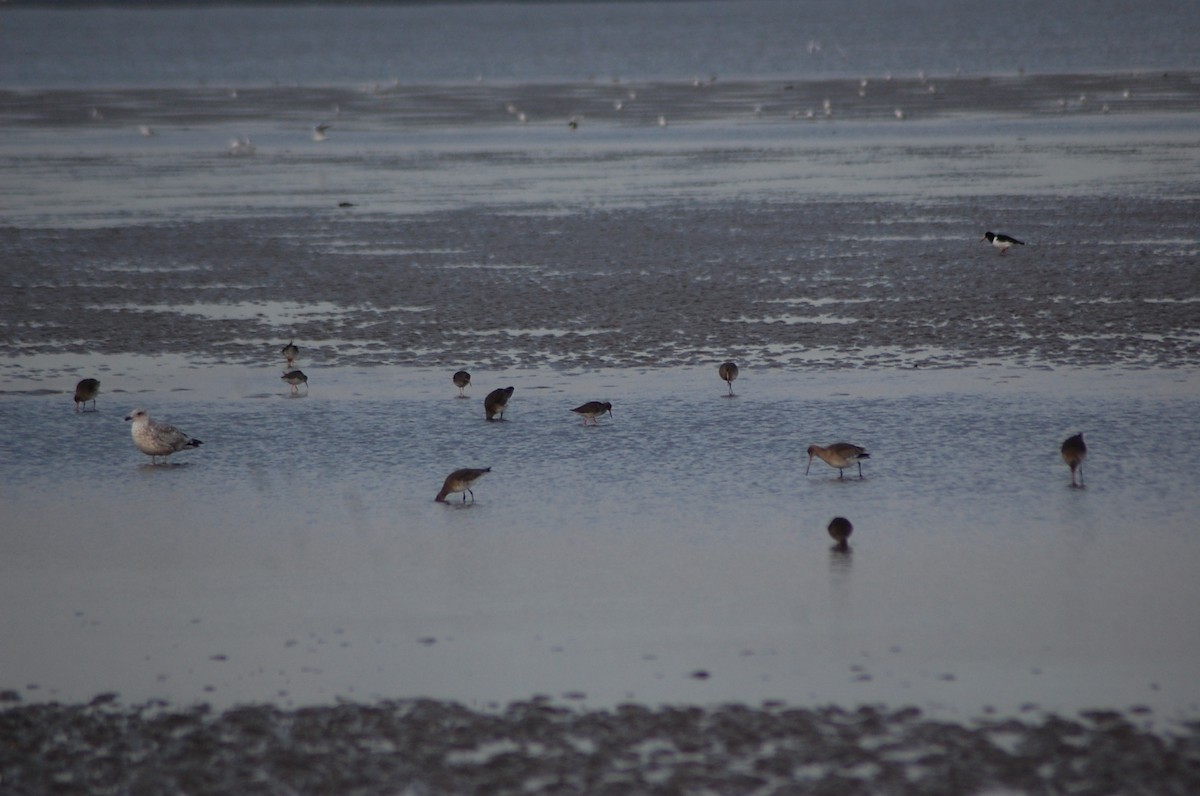 Bar-tailed Godwit - ML614440428